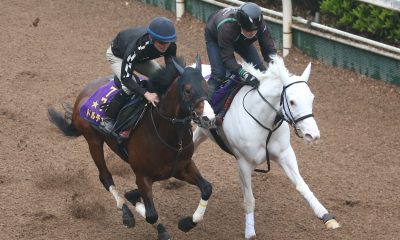 NHK Mile Cup