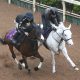 NHK Mile Cup