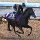 Tenno Sho